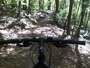 Orman içinde bisiklet patikası.