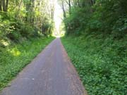 Orman içinde bisiklet yolu.